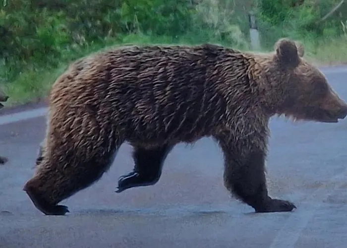 Dei Medici-la Casa Nel Parco * פסקאסרולי